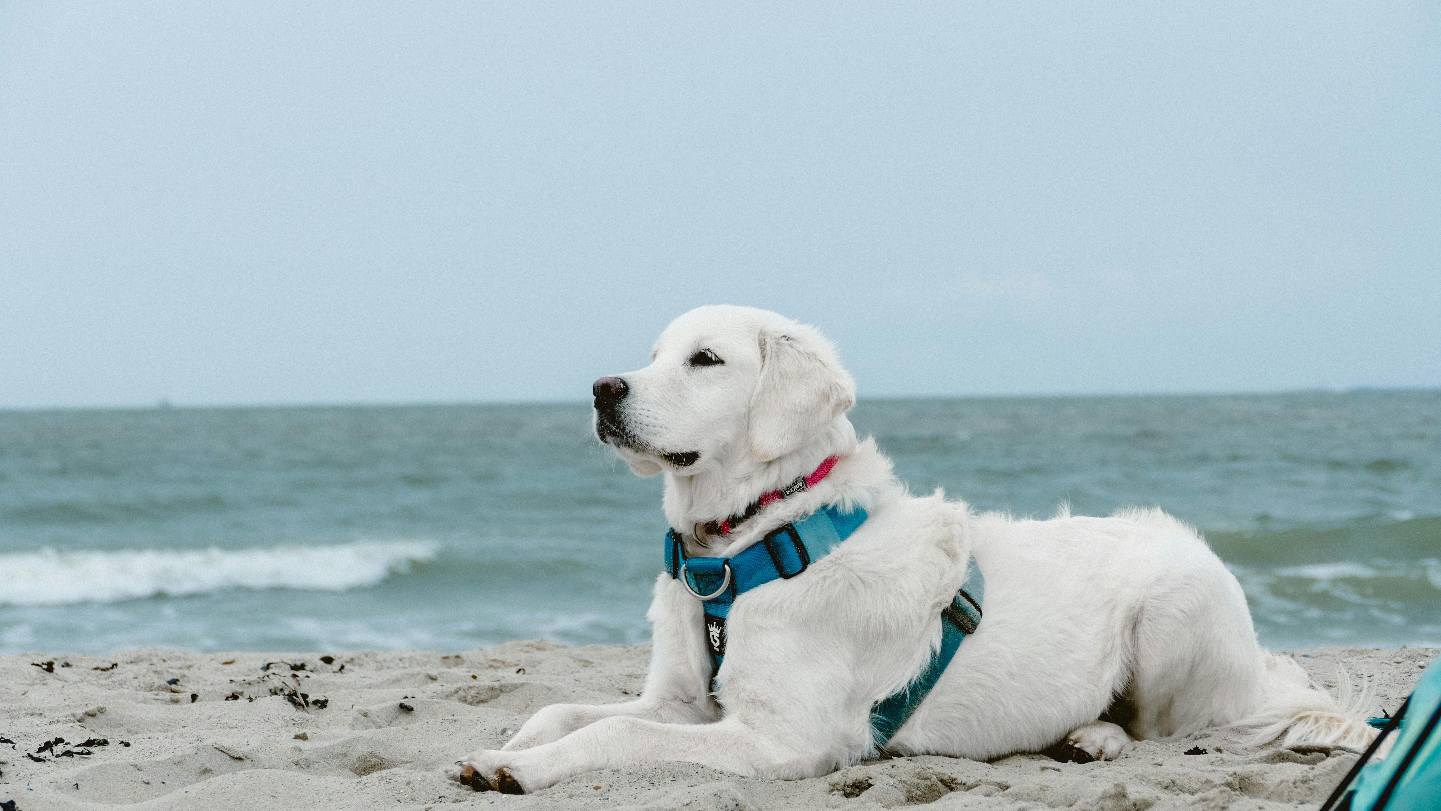 Hund am Strand in Grömitz