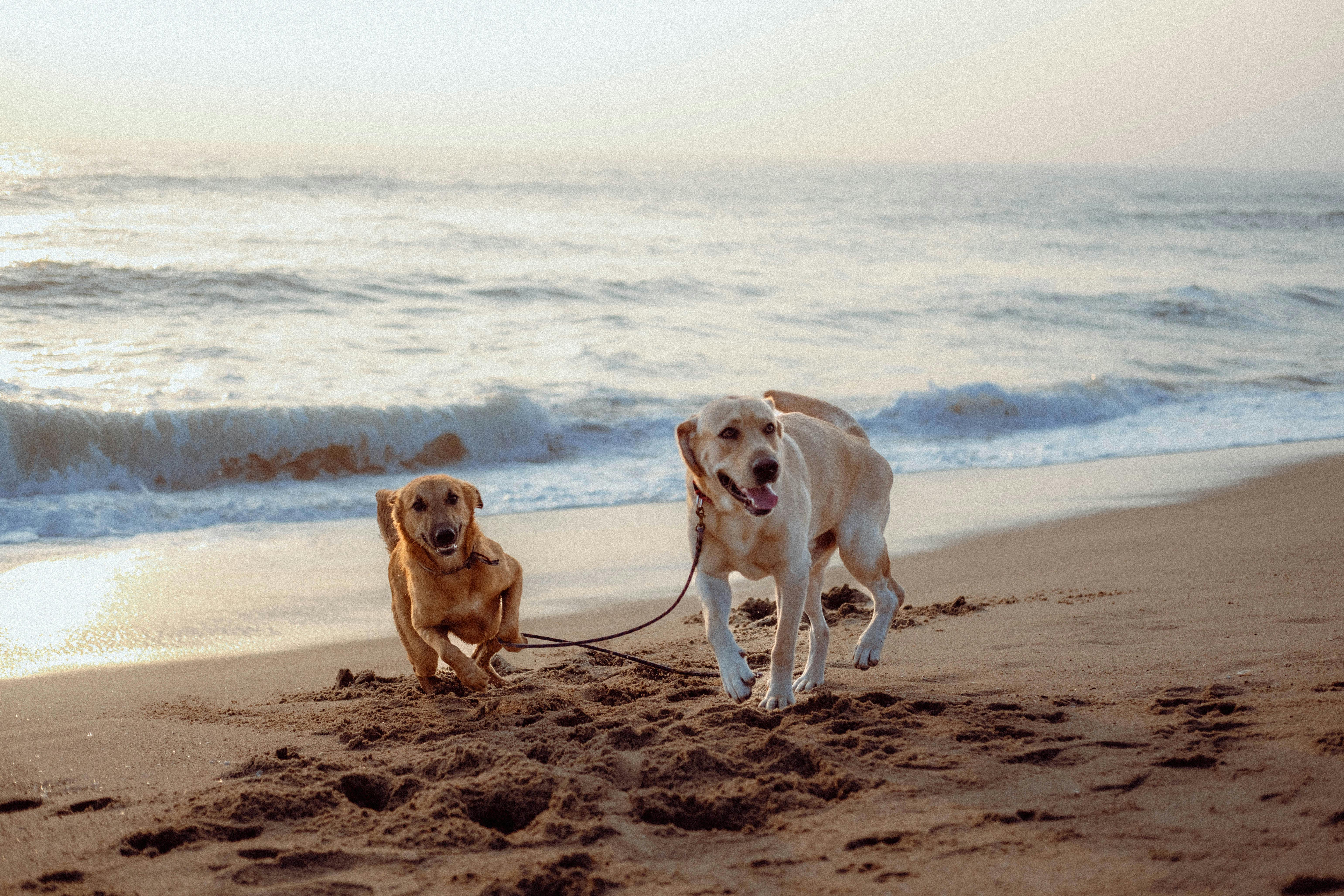 Spaziergang mit Hund auf der Promenade