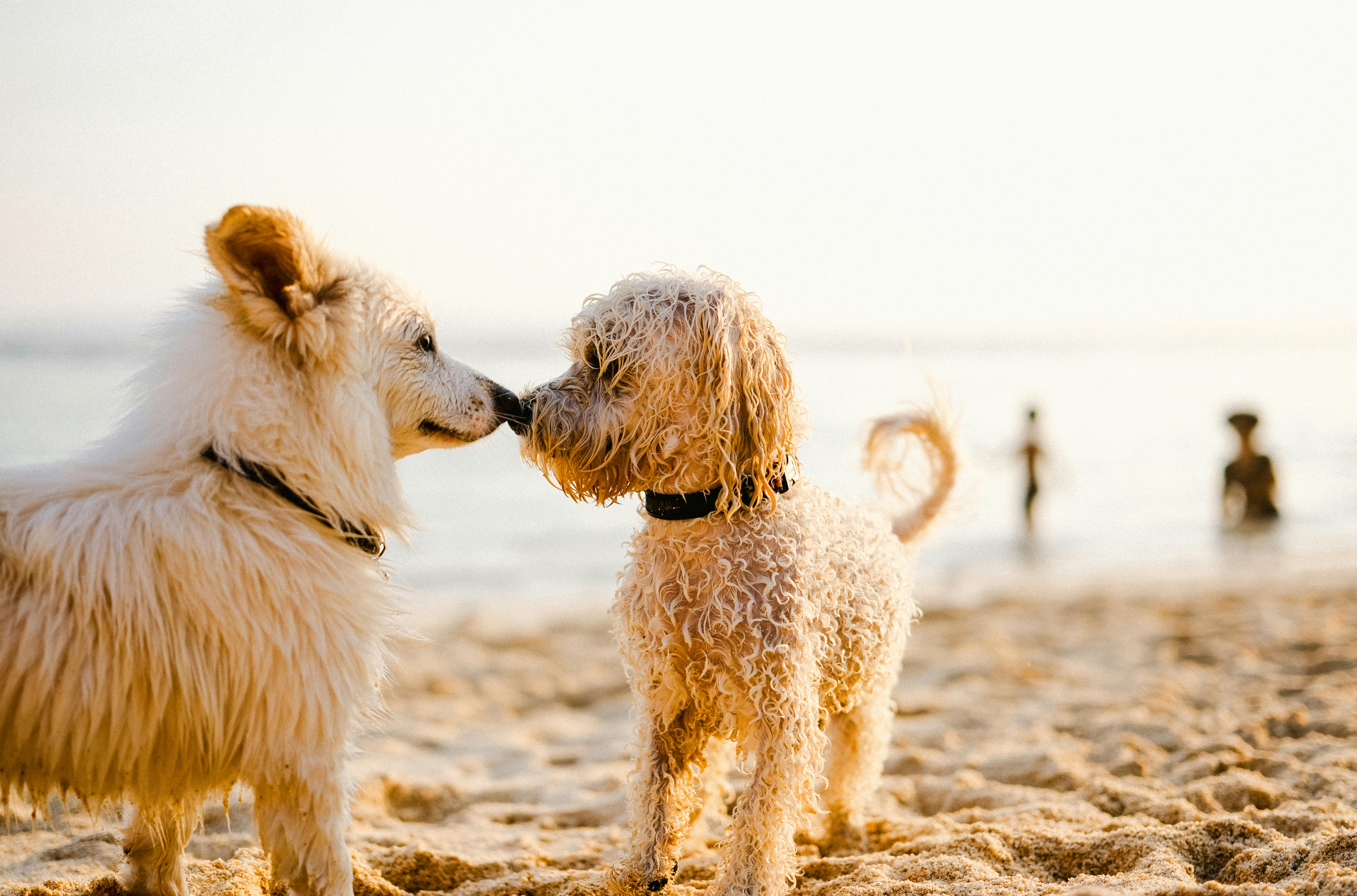 Hund am Strand in Grömitz