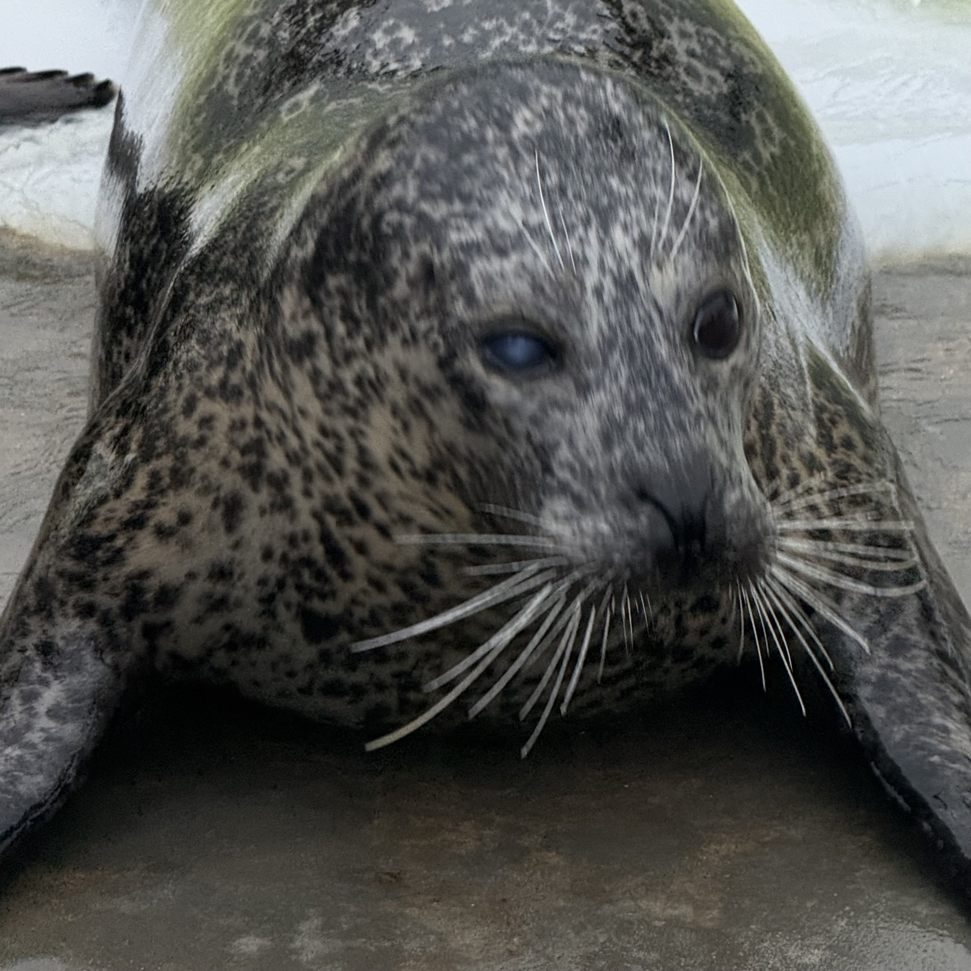 Seehunde im Zoo Grömitz